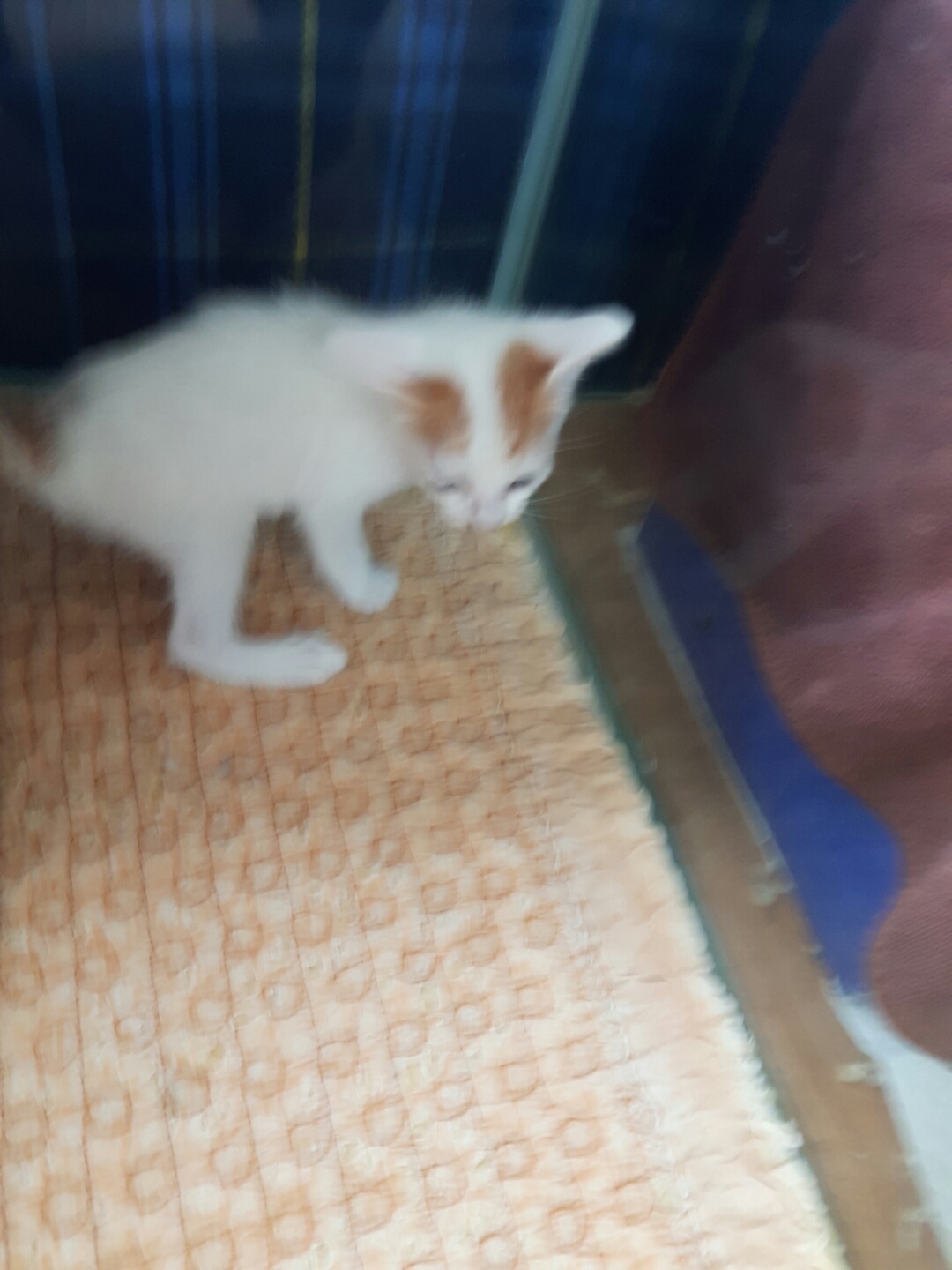 한국 고양이 이미지 파일 입니다.